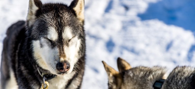 Hundschlittentouren im Bregenzerwald